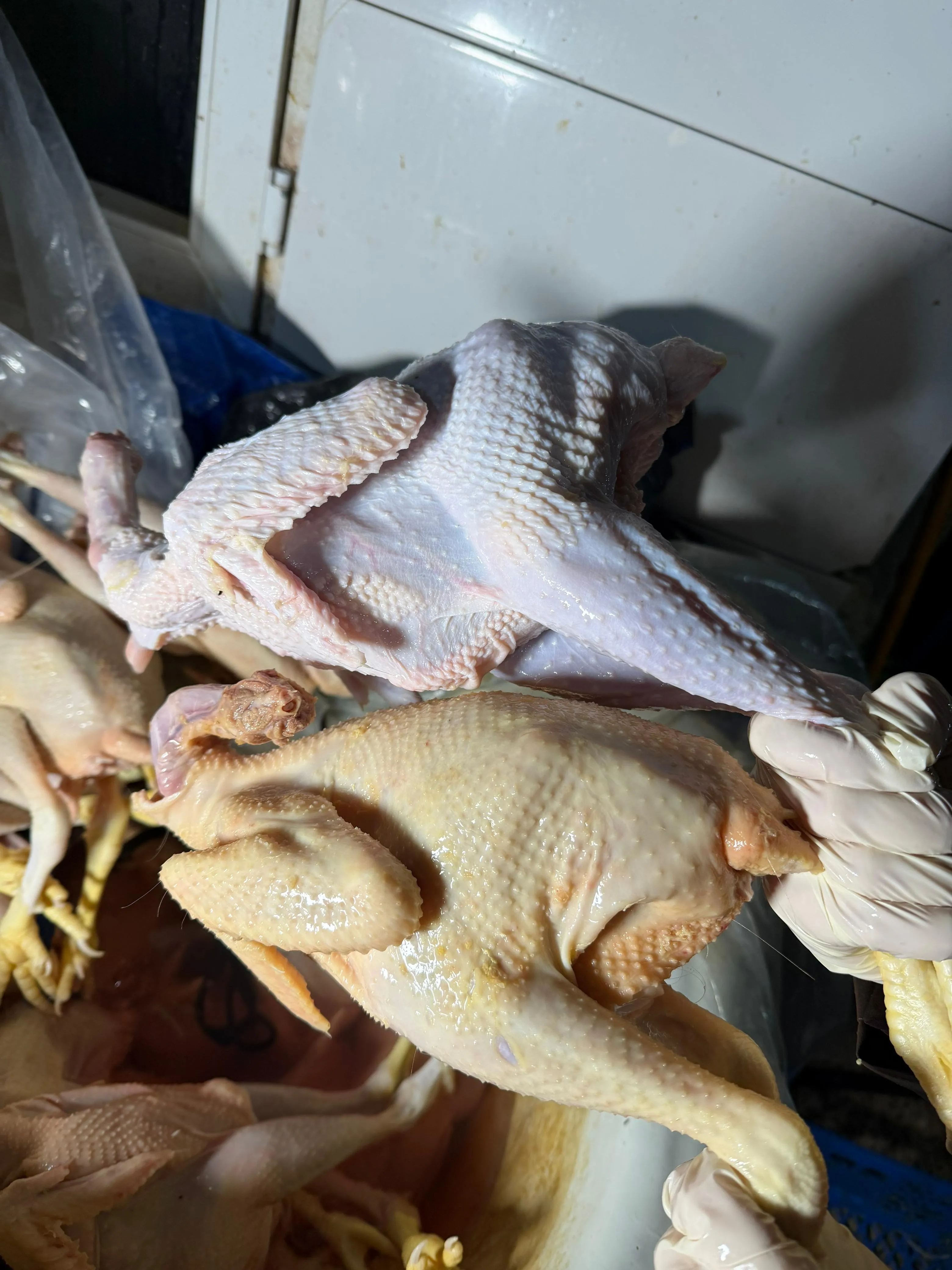 Rəngləyib kənd toyuğu adı ilə satırmışlar - Bu fotoları görənlər bir də toyuq əti yeməz